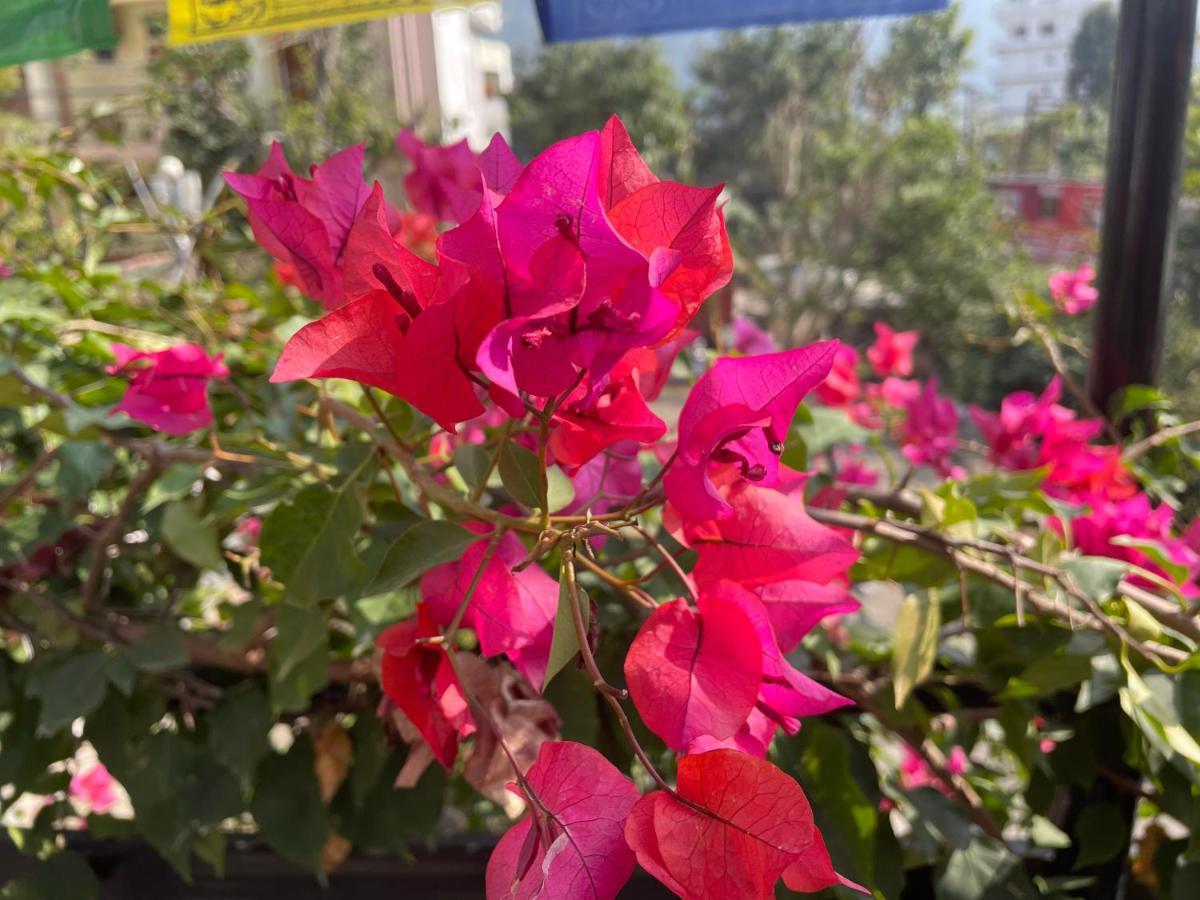 Orchid Hostel And Hotel Tapovan Екстериор снимка